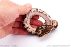 Africa Import Dinker Ball Python for sale