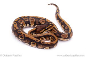 Africa Import Dinker Ball Python for sale