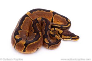 Africa Import Dinker Ball Python for sale