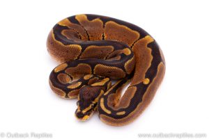 Africa Import Dinker Ball Python for sale