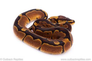 Africa Import Dinker Ball Python for sale