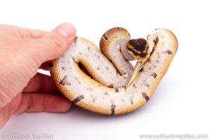 Africa Import Dinker Ball Python for sale