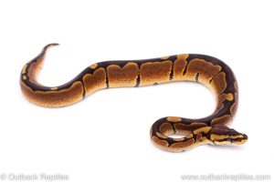 Africa Import Dinker Ball Python for sale