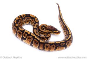 Africa Import Dinker Ball Python for sale