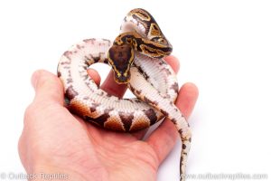 Africa Import Dinker Ball Python for sale