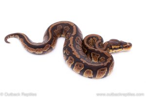 Africa Import Dinker Ball Python for sale