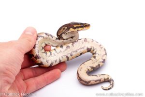 Africa Import Dinker Ball Python for sale