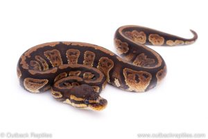 Africa Import Dinker Ball Python for sale