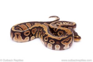 Africa Import Dinker Ball Python for sale