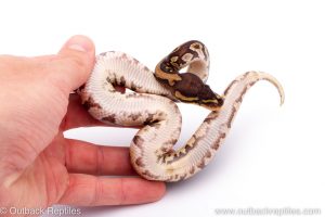 Africa Import Dinker Ball Python for sale