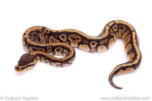 Africa Import Dinker Ball Python for sale