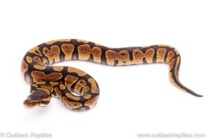 Africa Import Dinker Ball Python for sale