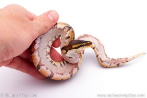 Africa Import Dinker Ball Python for sale