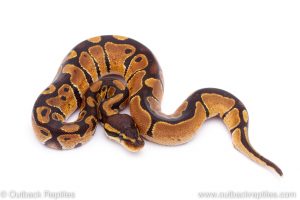 Africa Import Dinker Ball Python for sale