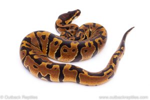 Africa Import Dinker Ball Python for sale