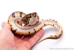 Africa Import Dinker Ball Python for sale