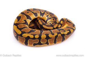 Africa Import Dinker Ball Python for sale