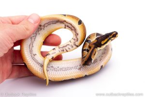 Africa Import Dinker Ball Python for sale