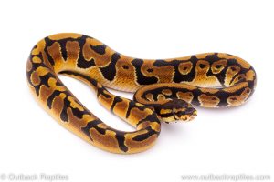 Africa Import Dinker Ball Python for sale