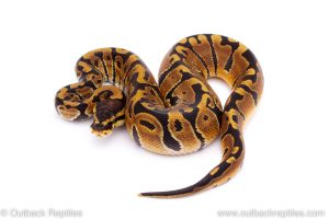 Africa Import Dinker Ball Python for sale