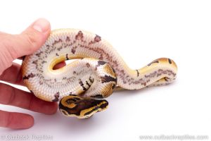 Africa Import Dinker Ball Python for sale