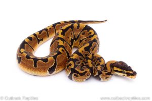 Africa Import Dinker Ball Python for sale