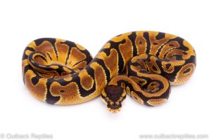 Africa Import Dinker Ball Python for sale