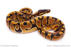 Africa Import Dinker Ball Python for sale