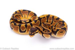 Africa Import Dinker Ball Python for sale