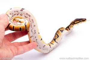 Africa Import Dinker Ball Python for sale