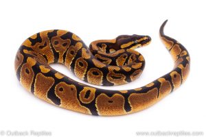 Africa Import Dinker Ball Python for sale