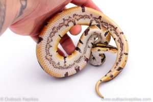 Africa Import Dinker Ball Python for sale