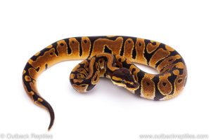 Africa Import Dinker Ball Python for sale