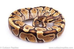 Africa Import Dinker Ball Python for sale