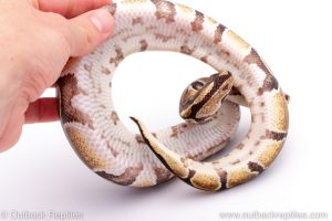 Africa Import Dinker Ball Python for sale