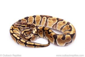 Africa Import Dinker Ball Python for sale