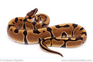 Africa Import Dinker Ball Python for sale