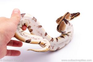 Africa Import Dinker Ball Python for sale