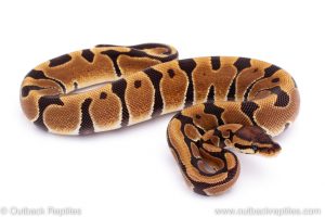 Africa Import Dinker Ball Python for sale