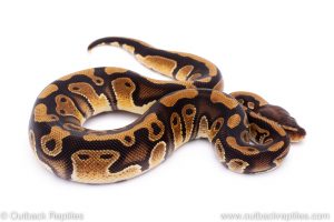 Africa Import Dinker Ball Python for sale