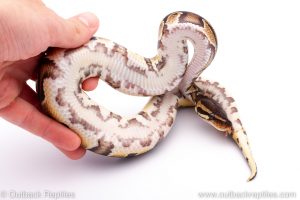 Africa Import Dinker Ball Python for sale