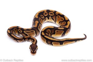 Africa Import Dinker Ball Python for sale