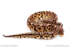 Africa Import Dinker Ball Python for sale