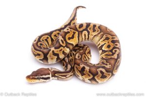 Africa Import Dinker Ball Python for sale