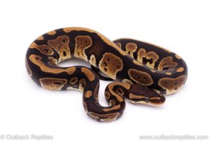 Africa Import Dinker Ball Python for sale