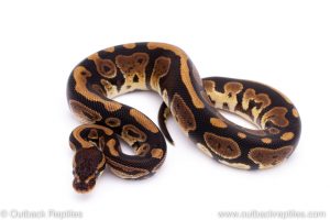 Africa Import Dinker Ball Python for sale