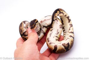 Africa Import Dinker Ball Python for sale