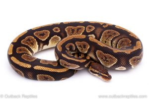 Africa Import Dinker Ball Python for sale