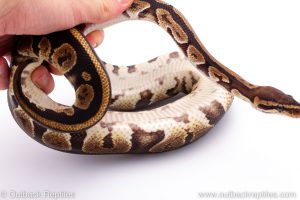 Africa Import Dinker Ball Python for sale