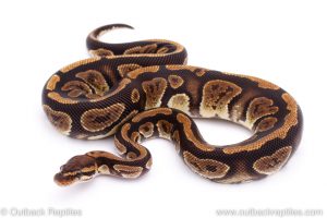 Africa Import Dinker Ball Python for sale